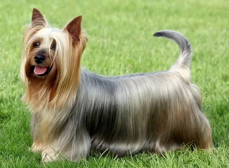 Silky Terrier temperament