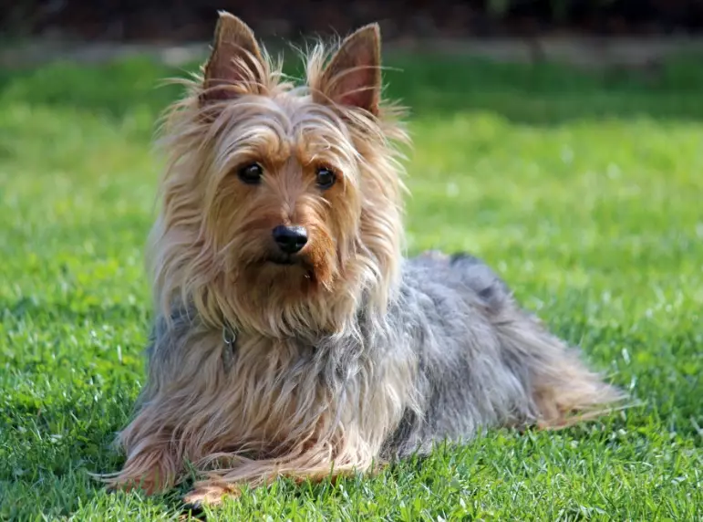 Silky Terrier care