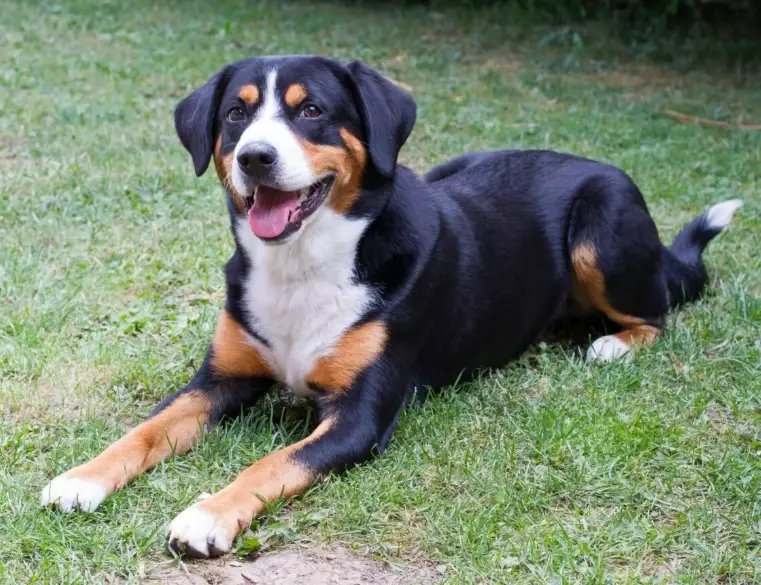 Appenzeller Mountain Dog