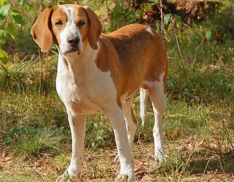 American Foxhound temperament