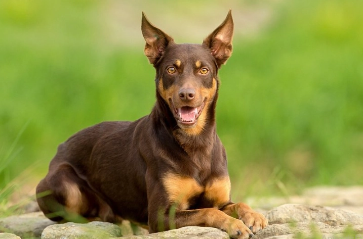 Australian Kelpie training