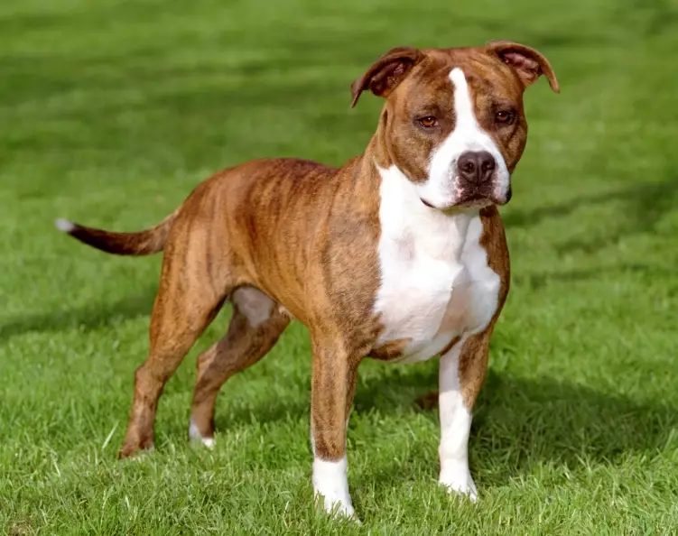 Staffordshire Terrier temperament