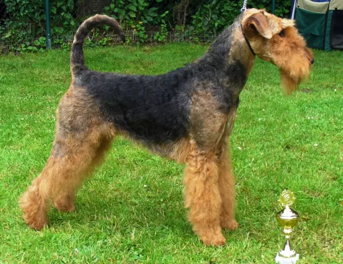Airedale Terrier temperament