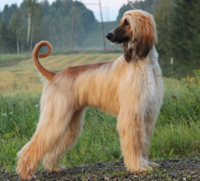 Afghan Hound temperament