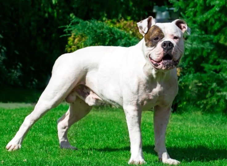 American Bulldog temperament
