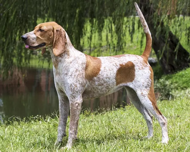 Coonhound training tips