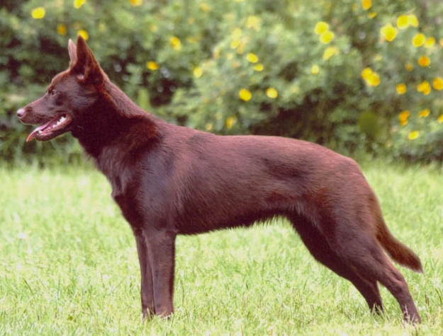 Australian Kelpie breed information