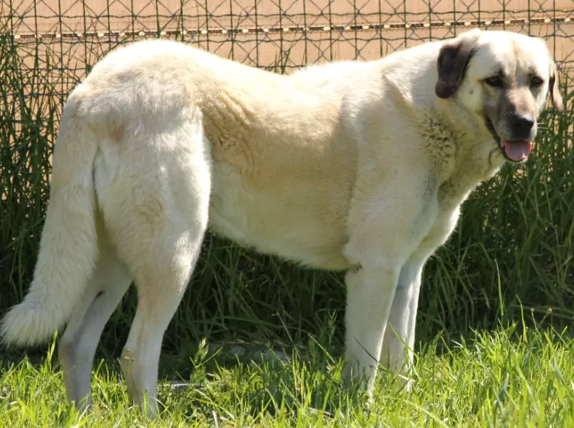 Anatolian Shepherd breed
