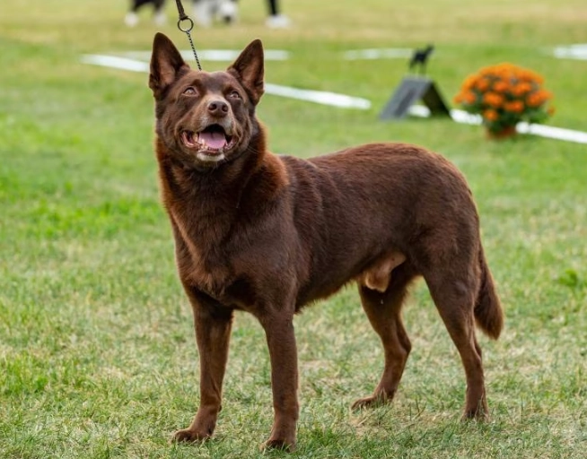 Australian Kelpie breed information