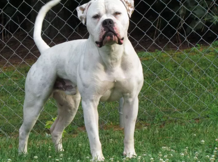 American Bulldog health
