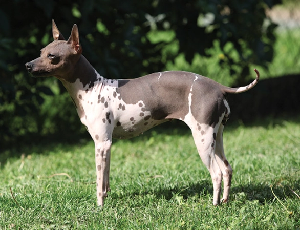 hypoallergenic terrier