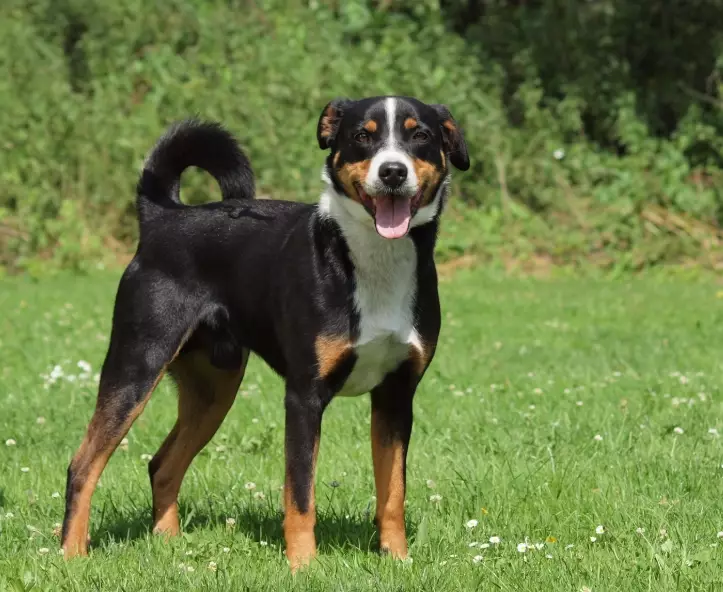 Appenzeller Mountain Dog