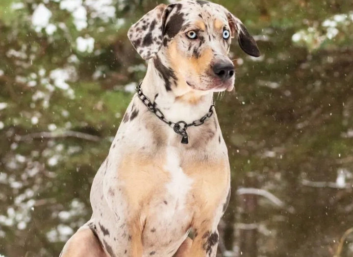 Leopard Cur dog