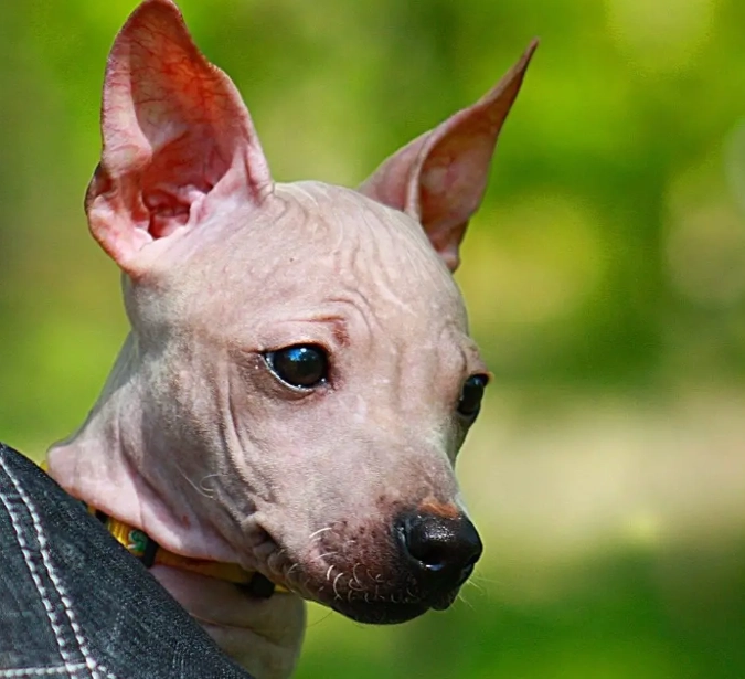 hypoallergenic terrier