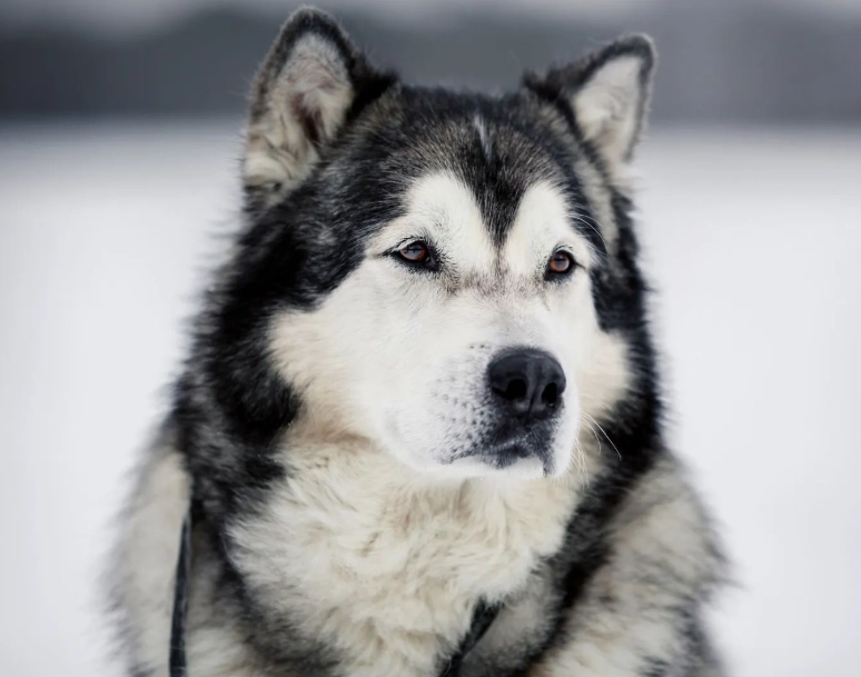 Alaskan Malamute characteristics