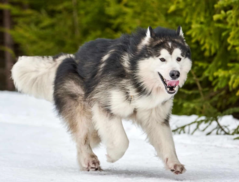 Alaskan Malamute vs Husky