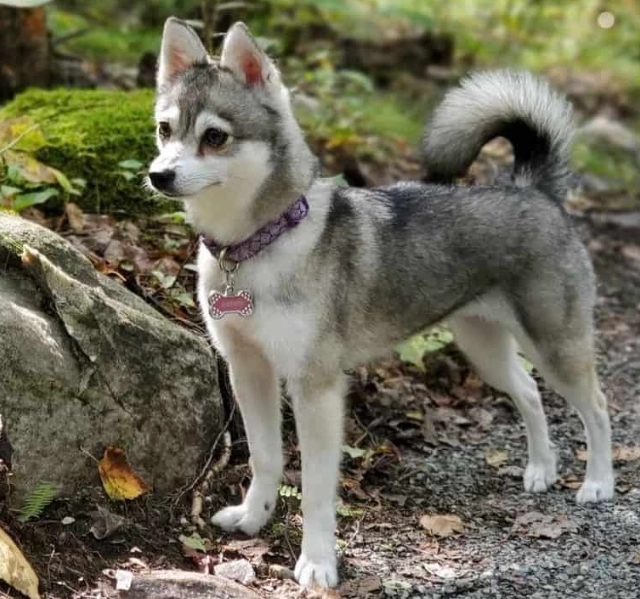Alaskan Klee Kai temperament