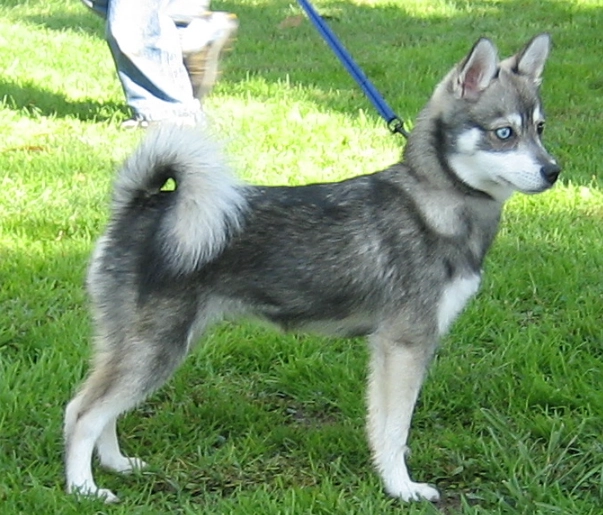 Mini Husky