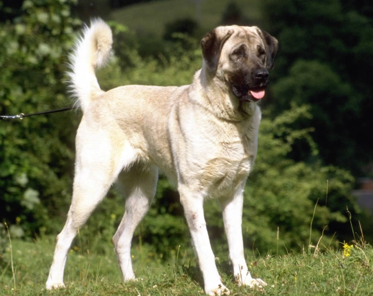 Anatolian Shepherd breed