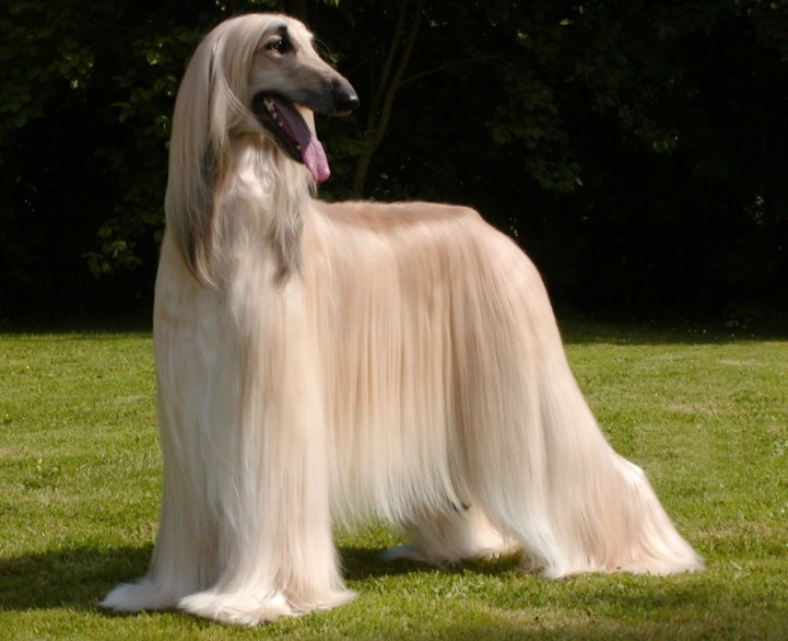 Afghan Hound grooming