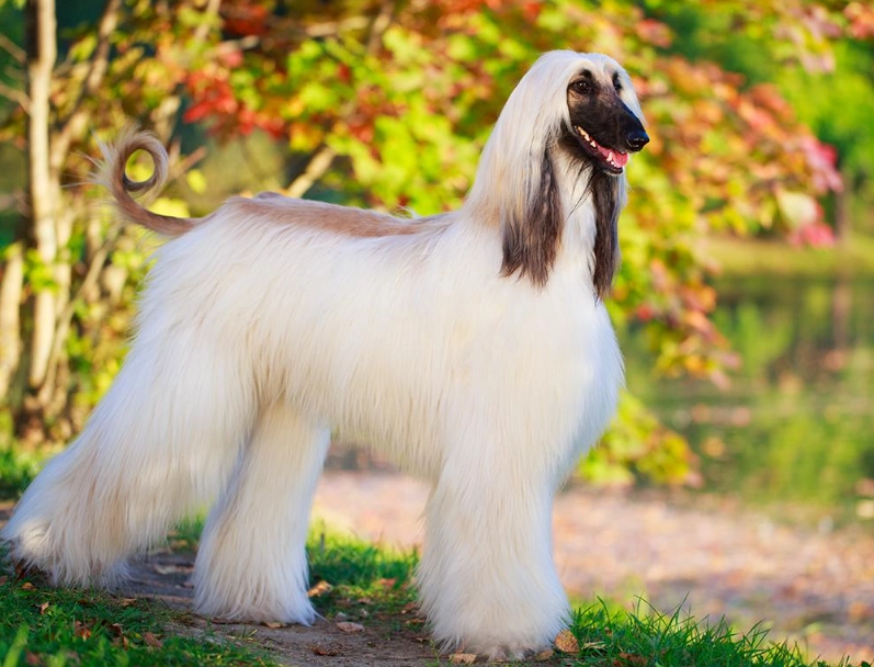 Afghan Hound care