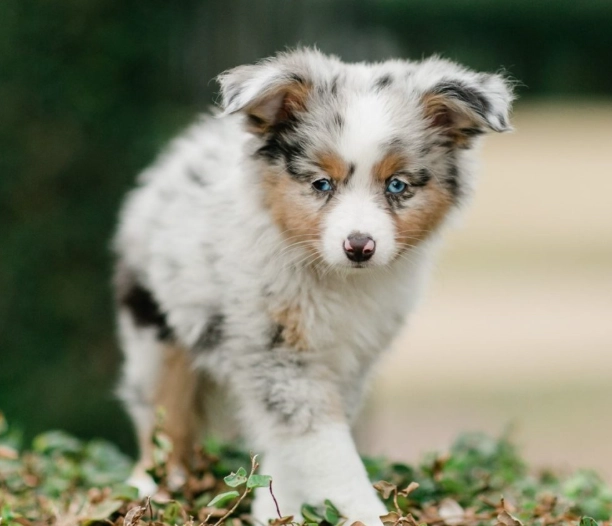 Australian Shepherd care