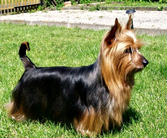 Silky Terrier care