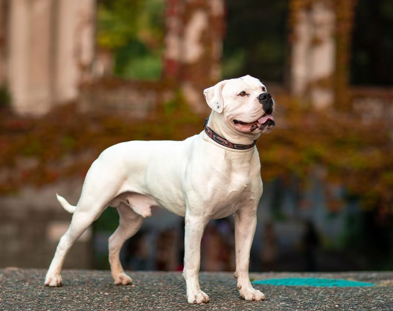 American Bulldog health
