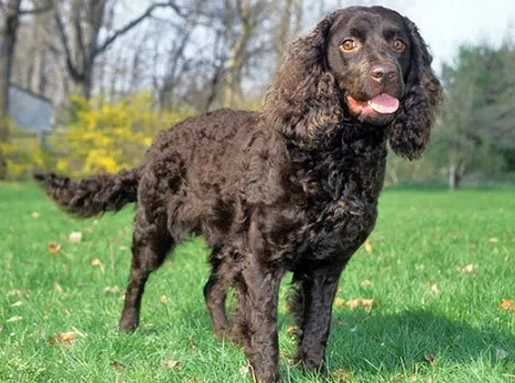 Water Spaniel breed