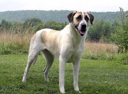 Turkish guardian dog