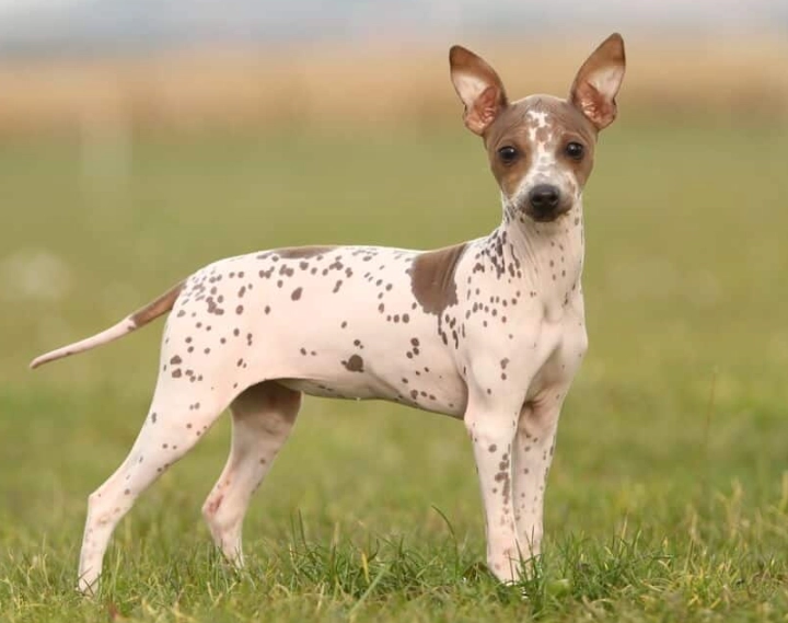 hairless dog breed