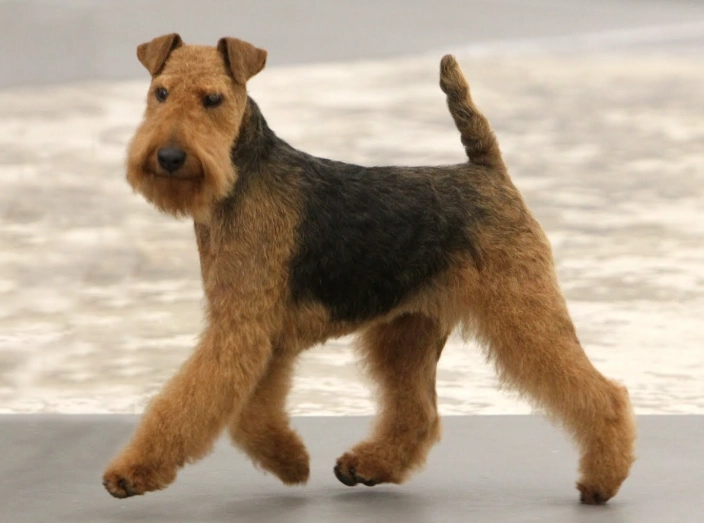Airedale Terrier training