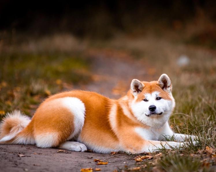Akita dog