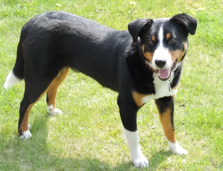 Swiss Mountain Dog