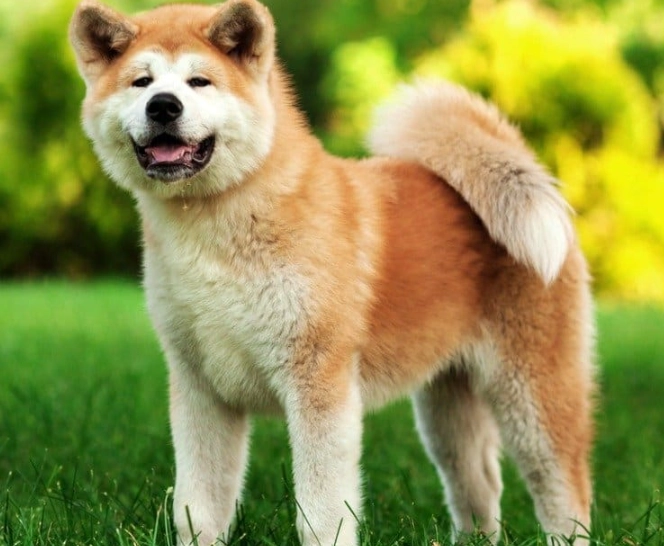 Akita care guide