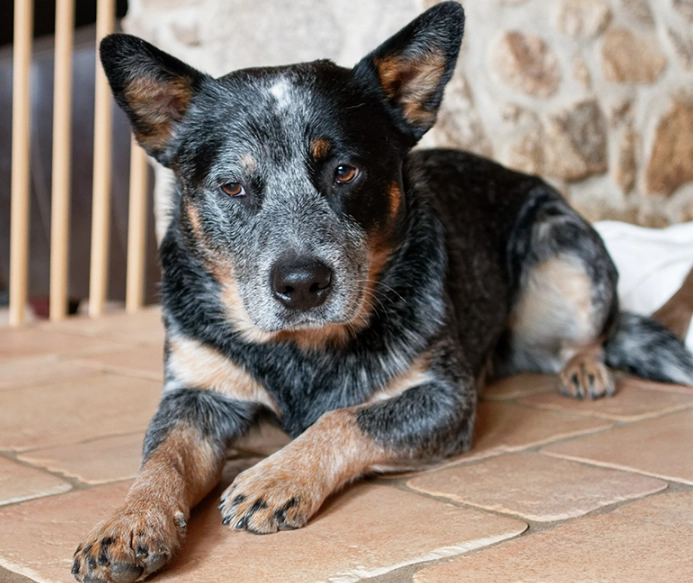 Blue Heeler care