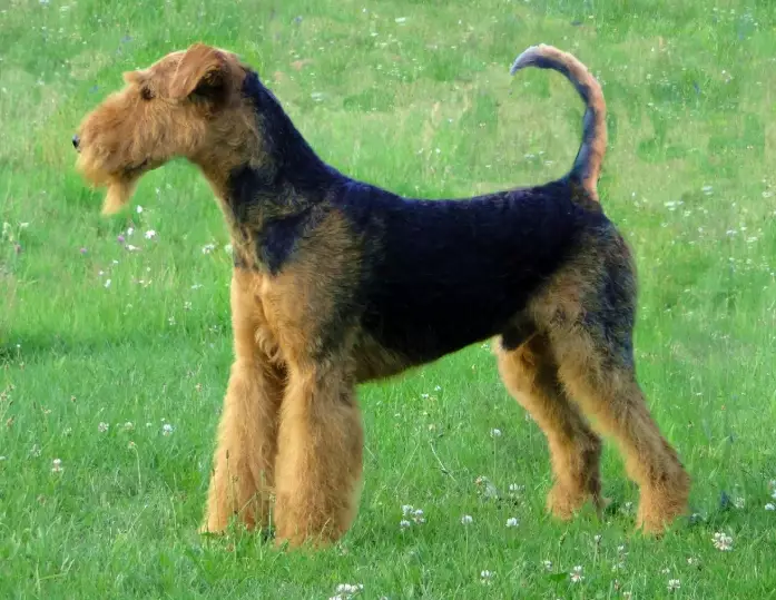 Airedale Terrier training