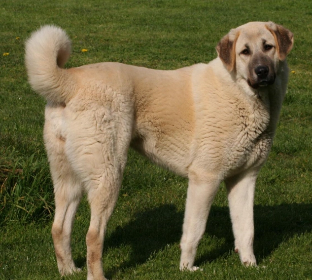 Turkish guardian dog
