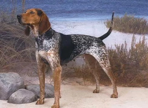 Coonhound training tips