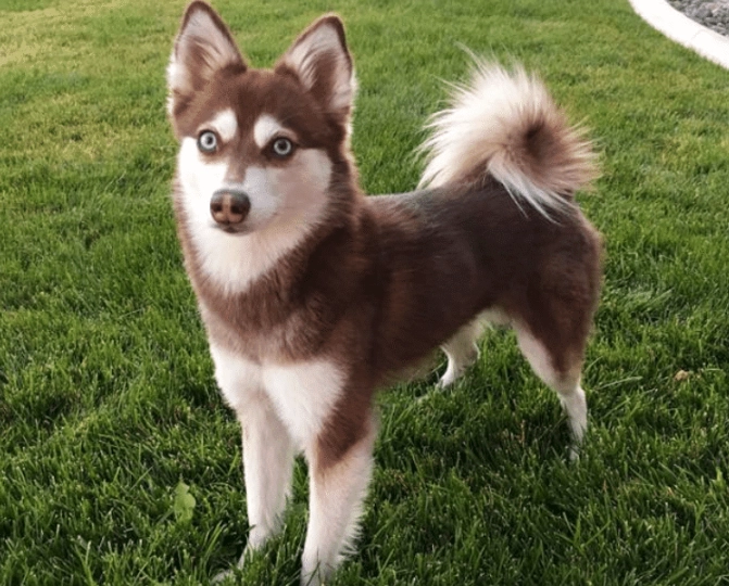 Alaskan Klee Kai temperament