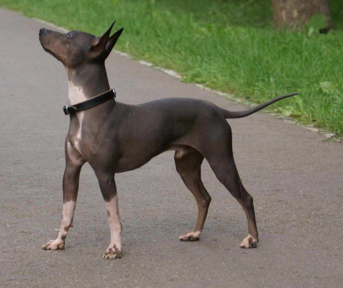 hairless dog breed