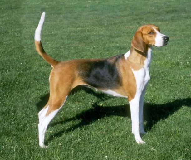 Foxhound dog breed