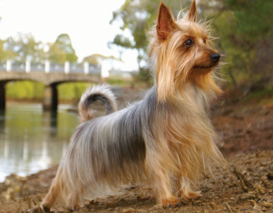 Silky Terrier temperament