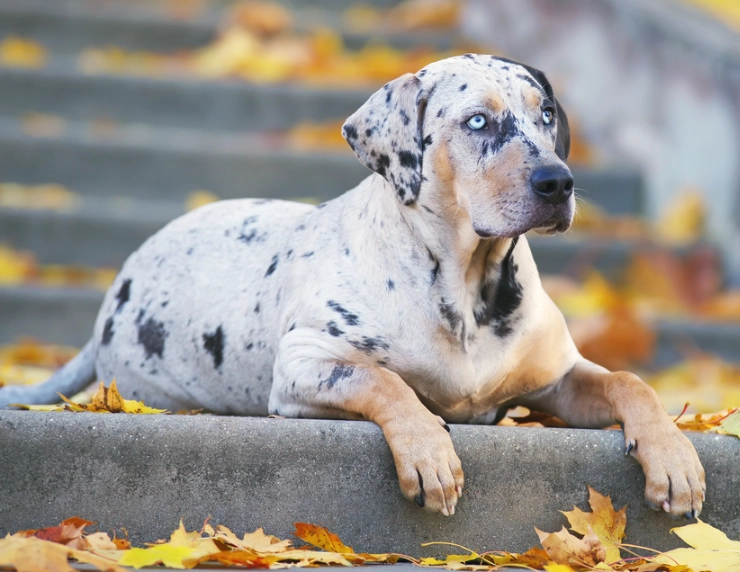 versatile hunting dog