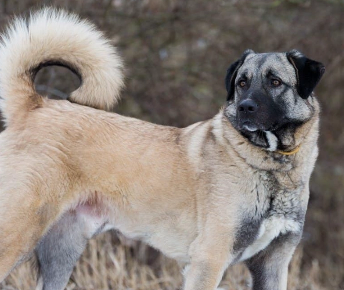 Anatolian Shepherd breed