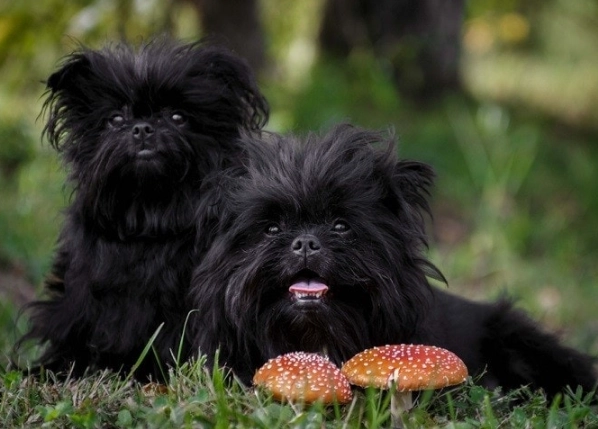 Affenpinscher puppies for sale