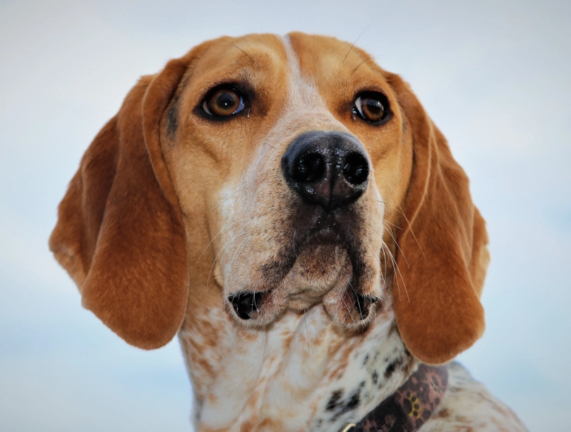 English Coonhound lifespan