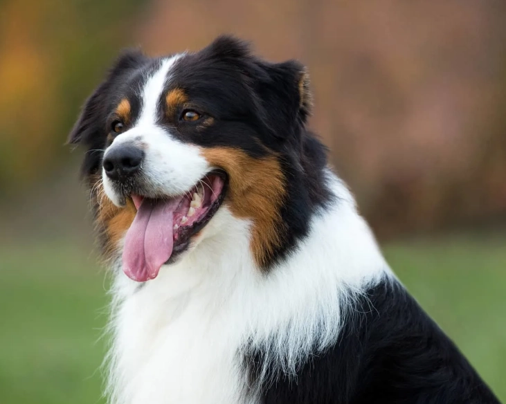 Australian Shepherd care