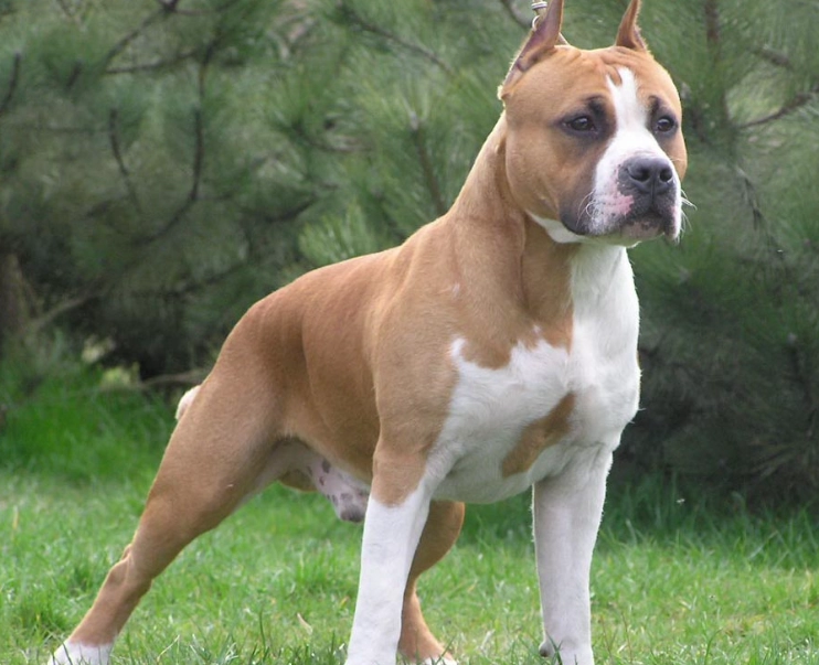AmStaff dog breed