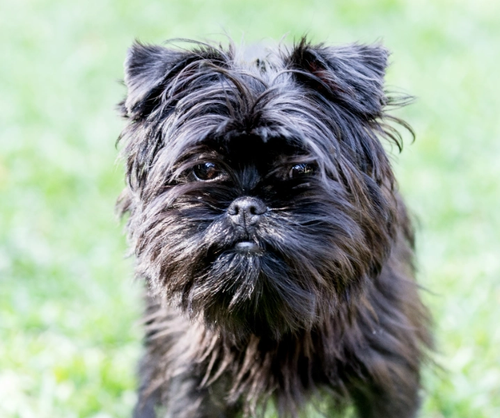 Affenpinscher temperament